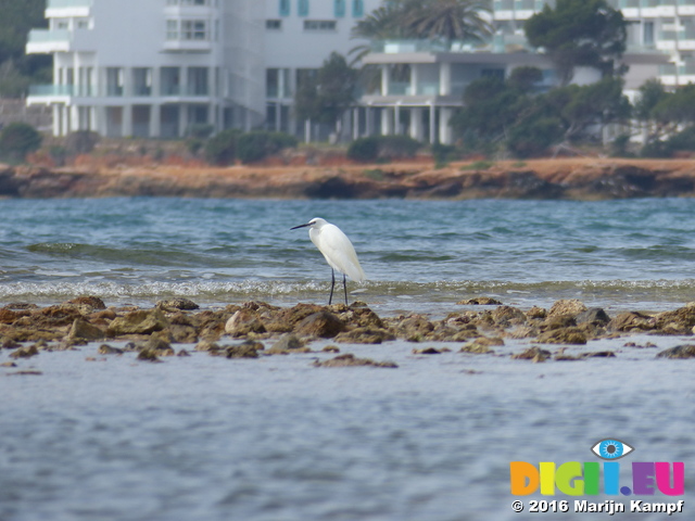 FZ027863 Little Egret